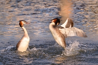 fuut (Podiceps cristatus) 4-2017 7540